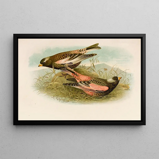 Robert Ridgway - Die Nordamerikanische Vogelwelt pl23.webp