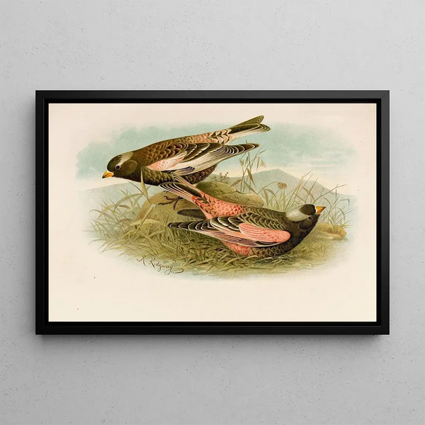 Robert Ridgway - Die Nordamerikanische Vogelwelt pl23.webp