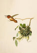 Le monde des oiseaux nord-américains pl36 - Robert Ridgway — weergave van het kunstwerk