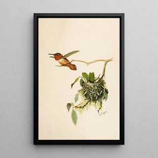 Robert Ridgway - Die Nordamerikanische Vogelwelt pl36.webp