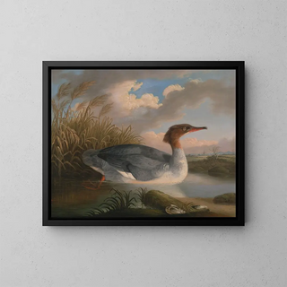 Robert Wilkinson Padley - A Dun Diver Goosander.webp