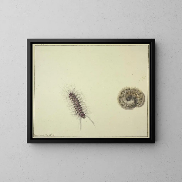 Two fire caterpillars - Rochus van Veen — framed artwork on a wall