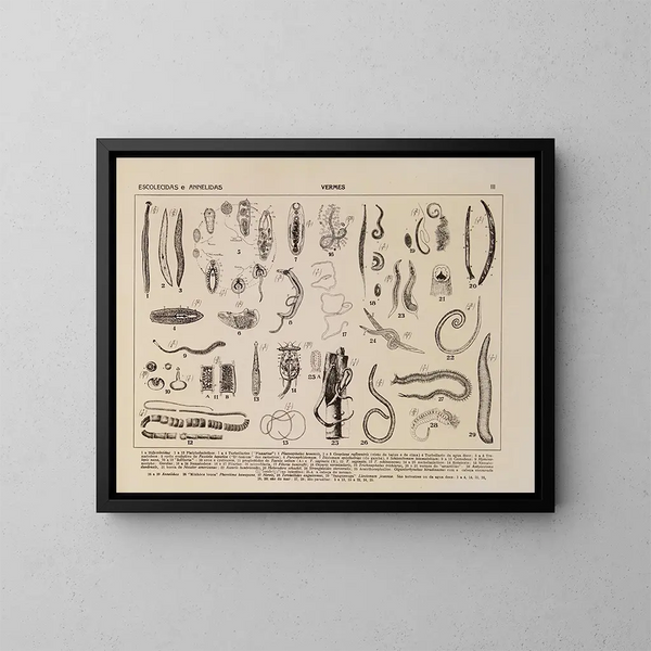 Atlas of Brazil's Wildlife Pl03 - Rodolpho von Ihering — framed artwork on a wall