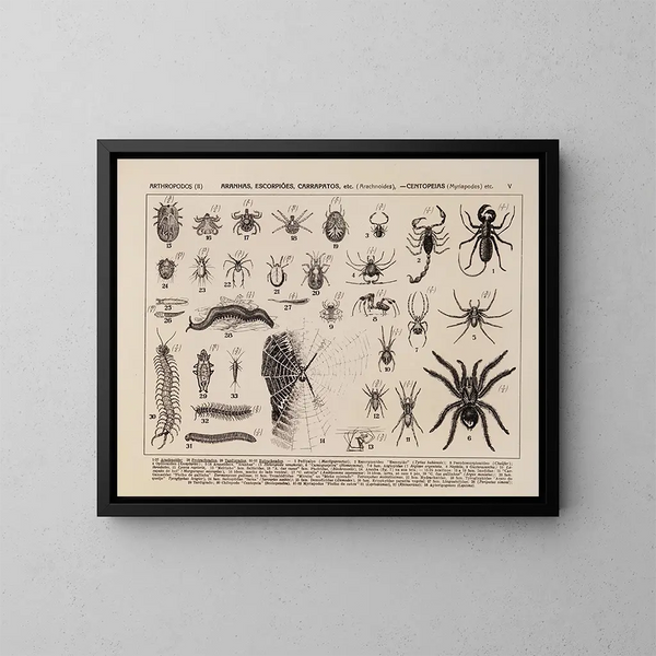 Atlas de la faune du Brésil Pl05 - Rodolpho von Ihering — framed artwork on a wall
