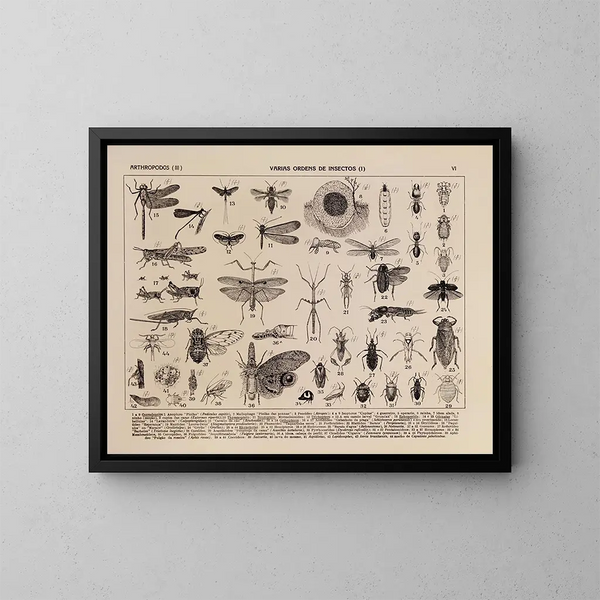 Atlas of Brazil's Wildlife Painting Pl06 - Rodolpho von Ihering — framed artwork on a wall
