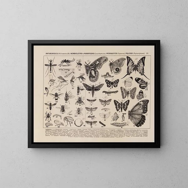 Atlas de la faune du Brésil Pl07 - Rodolpho von Ihering — framed artwork on a wall