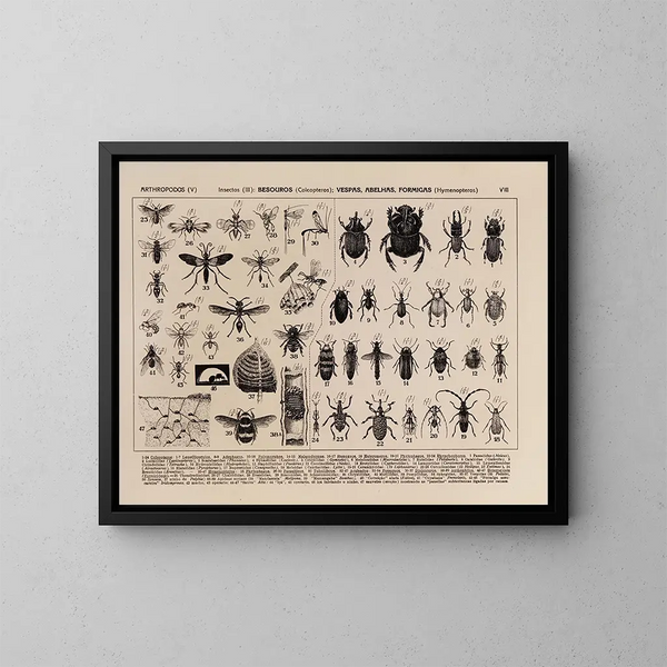 Atlas of Brazil's Wildlife Pl08 - Rodolpho von Ihering — framed artwork on a wall
