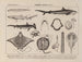 Atlas van de fauna van Brazilië Pl11 - Rodolpho von Ihering — weergave van het kunstwerk