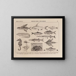 Rodolpho von Ihering - Atlas da Fauna do Brasil Pl12.webp