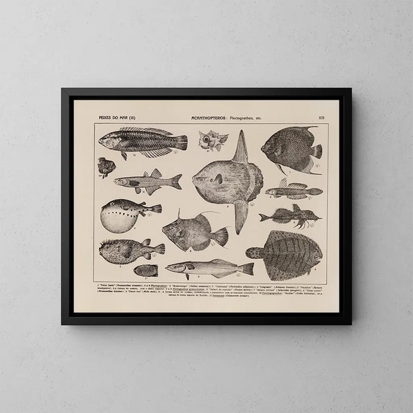Atlas of the Brazil Wildlife Map Pl13 - Rodolpho von Ihering — framed artwork on a wall