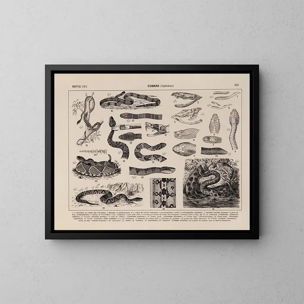 Atlas de la faune du Brésil Pl21 - Rodolpho von Ihering — framed artwork on a wall