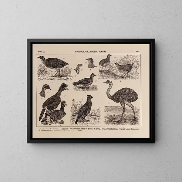 Atlas of Brazil's Wildlife Pl22 - Rodolpho von Ihering — framed artwork on a wall