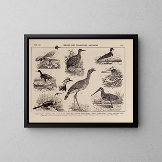 Rodolpho von Ihering - Atlas da Fauna do Brasil Pl24.webp