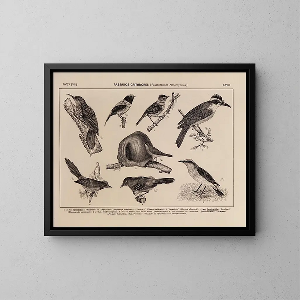 Atlas of the Brazil Wildlife Painting Pl28 - Rodolpho von Ihering — framed artwork on a wall
