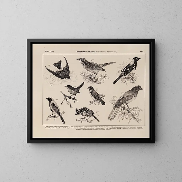 Atlas de la faune du Brésil Pl29 - Rodolpho von Ihering — framed artwork on a wall