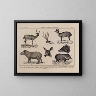 Rodolpho von Ihering - Atlas da Fauna do Brasil Pl36.webp