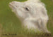 Hoofd van een lam - Rosa Bonheur — weergave van het kunstwerk