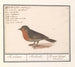 Roodborstje Erithacus rubecula - Anselmus Botius de Boodt — weergave van het kunstwerk