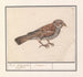 Rousserolle effarvatte Emberiza schoeniclus - Anselmus Botius de Boodt — weergave van het kunstwerk
