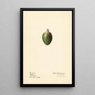 Royal Charles Steadman - Acca sellowiana.webp