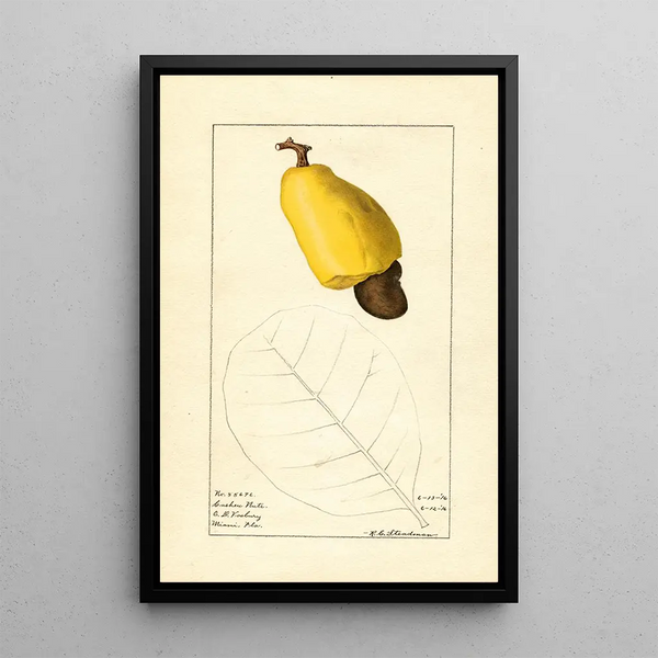 Royal Charles Steadman - Anacardium occidentale.webp