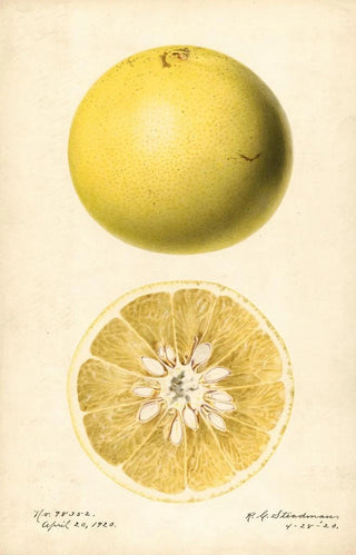 Royal Charles Steadman - Citrus paradisi.webp
