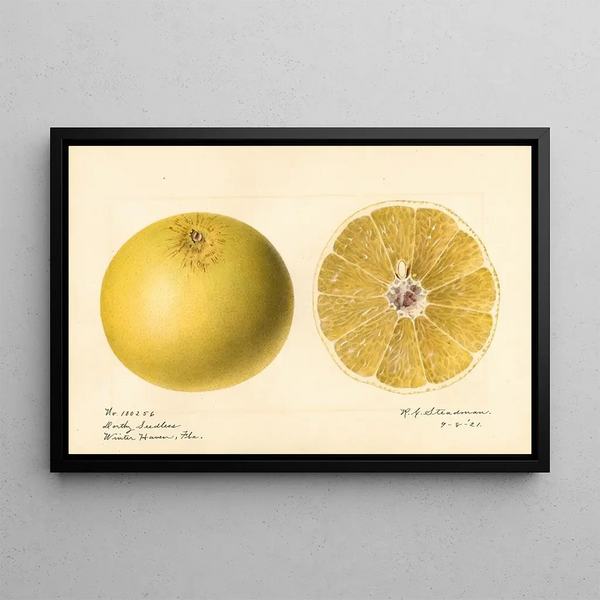 Royal Charles Steadman - Citrus paradisi Dorthy Seedless.webp