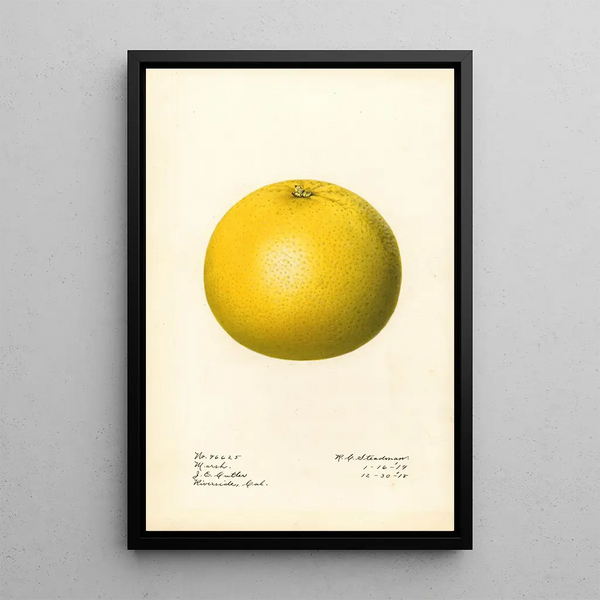 Citrus paradisi Marsh - Royal Charles Steadman — framed artwork on a wall