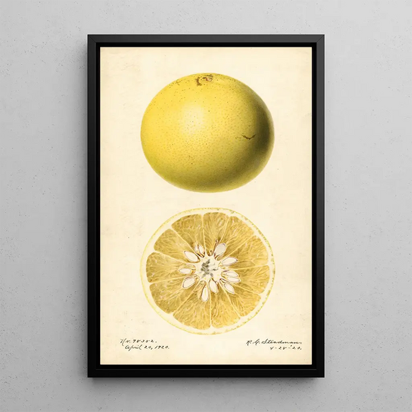 Citrus paradisi - Royal Charles Steadman — framed artwork on a wall