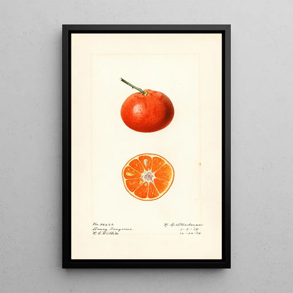 Citrus reticulata Dancy - Royal Charles Steadman — framed artwork on a wall