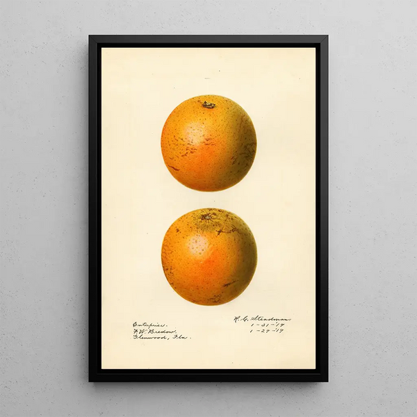 Citrus sinensis Enterprise - Royal Charles Steadman — framed artwork on a wall