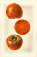 Diospyros Tane Nashi - Royal Charles Steadman — artwork view