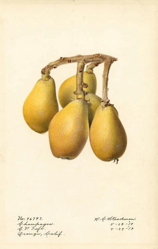 Royal Charles Steadman - Eriobotrya japonica Champagne.webp