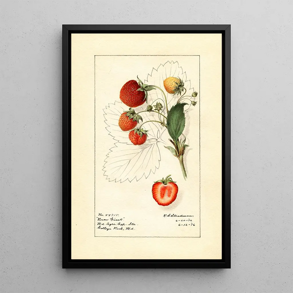 Fragaria Brow Giant - Royal Charles Steadman — framed artwork on a wall