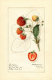 Fragaria Brow Giant - Royal Charles Steadman — artwork view