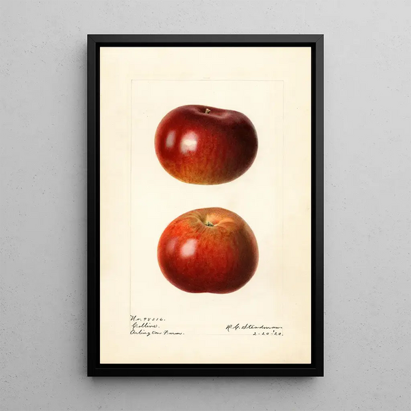 Malus domestica Collins - Royal Charles Steadman — framed artwork on a wall