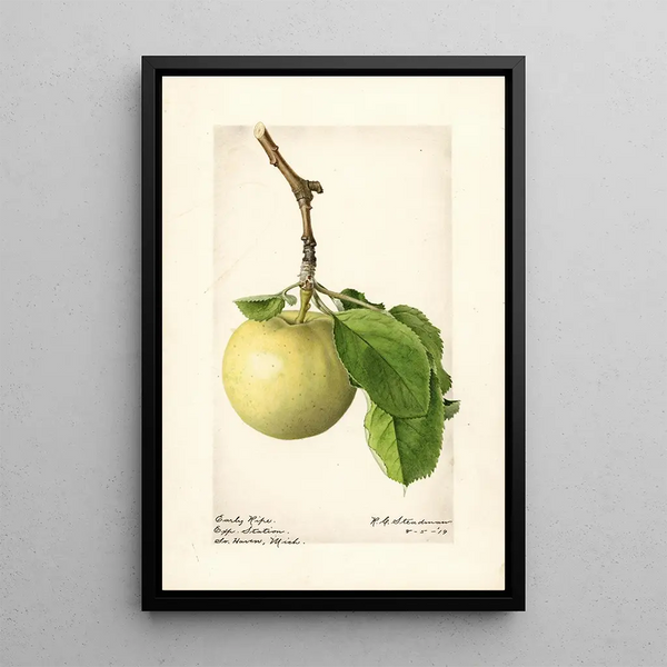 Malus domestica Early Ripe - Royal Charles Steadman — framed artwork on a wall