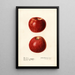 Malus domestica Missouri Pippin - Royal Charles Steadman — ingelijst kunstwerk aan de muur