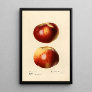 Royal Charles Steadman - Malus domestica Nero.webp