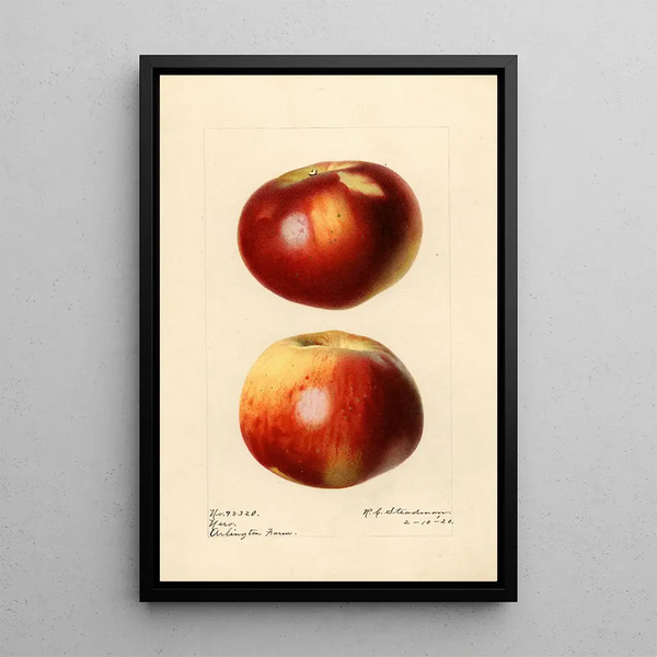 Malus domestica Nero - Royal Charles Steadman — framed artwork on a wall