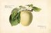Malus domestica Geel Transparant - Royal Charles Steadman — weergave van het kunstwerk