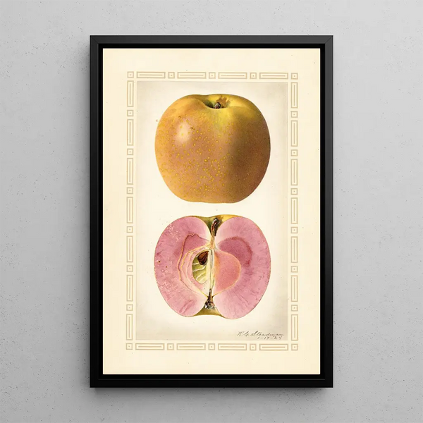 Malus domestica - Royal Charles Steadman - Royal Charles Steadman — framed artwork on a wall
