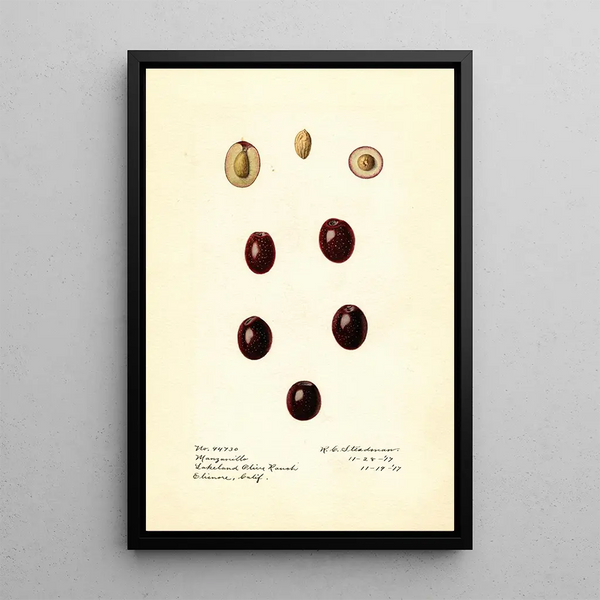 Olea europaea Manzanillo painting - Royal Charles Steadman - Royal Charles Steadman — framed artwork on a wall