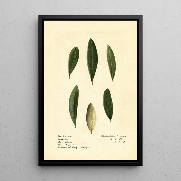 Olea europaea Mission - Royal Charles Steadman - Royal Charles Steadman — framed artwork on a wall