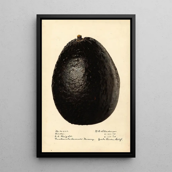Persea Linda - Royal Charles Steadman - Royal Charles Steadman — framed artwork on a wall