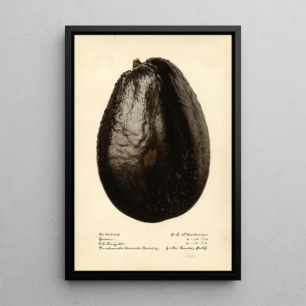 Persea Queen - Royal Charles Steadman - Royal Charles Steadman — framed artwork on a wall