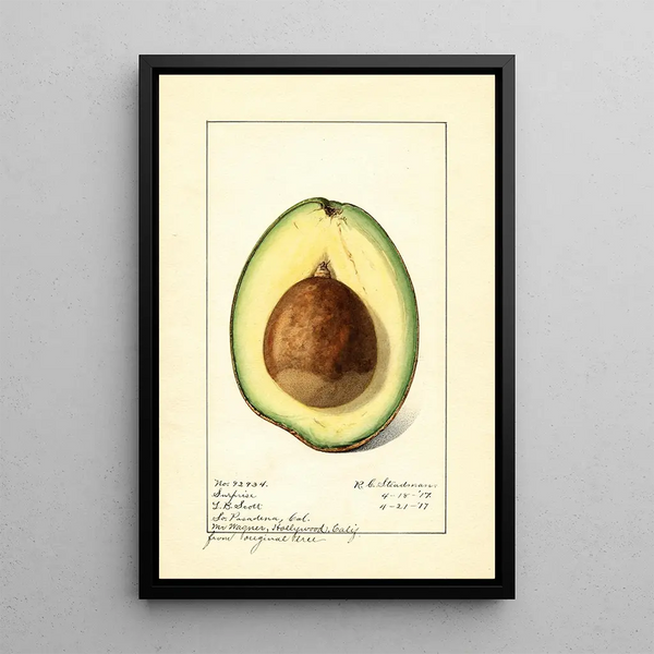 Persea Surprise - Royal Charles Steadman - Royal Charles Steadman — framed artwork on a wall