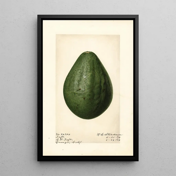 Persea Taft - Royal Charles Steadman - Royal Charles Steadman — ingelijst kunstwerk aan de muur