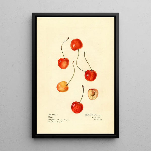 Prunus avium Cass - Royal Charles Steadman - Royal Charles Steadman — ingelijst kunstwerk aan de muur