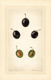 Prunus domestica Mackinan - Royal Charles Steadman - Royal Charles Steadman — artwork view
